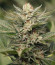 Сорт Sapphire Scout fem (Humboldt Seeds)