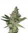 Сорт Acid fem (Paradise Seeds)