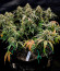 Сорт Wedding Cake Autoflower fem (Easy Grow Seeds)