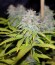 Сорт Appleberry fem (Sumo Seeds)