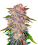 Микс семян Gourmet Collection - Cannabis Winner Strains #1 (Delicious Seeds)