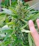 Сорт Original Amnesia Autoflowering fem (Dinafem Seeds)