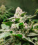 Сорт Fullgas fem (Green House Seeds)