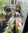 Сорт Triple G fem (Royal Queen Seeds)