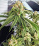 Сорт Delicious Cookies fem (Delicious Seeds)