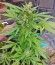 Сорт Original Amnesia Autoflowering fem (Dinafem Seeds)