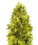 Сорт Jack Hammer fem (Victory Seeds)