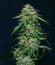 Сорт Chem Bomb Auto fem (Humboldt Seed Organization)