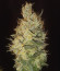 Сорт Auto Tutankhamon fem (Pyramid Seeds)