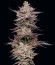 Сорт El Valle Haze fem (Compound Genetics)