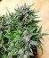 Сорт Auto Blue Pyramid fem (Pyramid Seeds)