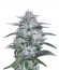 Сорт Currant Kush fem (VIP seeds)