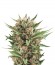 Сорт Sweet Skunk Automatic fem (Royal Queen Seeds)