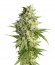 Сорт Double Dutch fem (Serious Seeds)