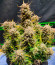 Сорт Pound Cake Auto fem (FastBuds)