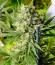 Сорт Double Dutch fem (Serious Seeds)