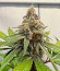 Сорт HighCloudZ fem (Green House Seeds)