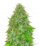 Сорт 2 Fast 2 Vast auto fem (Heavyweight Seeds)