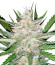 Сорт Pineapple Glue fem (Advanced Seeds)
