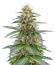 Сорт Northern Lights 10 of 10 fem (Seedkeepers)