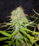 Сорт Appleberry fem (Sumo Seeds)