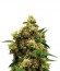 Сорт Painkiller XL fem (Royal Queen Seeds)