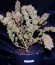 Сорт Belladonna fem (Paradise Seeds)