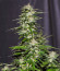 Сорт Lord Kush Early Version fem (Delicious Seeds)