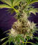 Сорт Jealousy Kush fem (Seedkeepers)