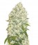 Сорт White Widow fem (Bulk Seed Bank)