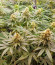 Сорт Fullgas fem (Green House Seeds)