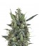 Сорт Blue Cheese Automatic fem (Royal Queen Seeds)