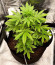 Сорт CBD Lemon Auto fem (Herbies Seeds)