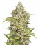 Сорт San Fernando Lemon Kush fem (Sweet Seeds)