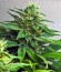 Сорт Himalaya Gold fem (Green House Seeds)