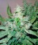 Сорт Auto Alpujarrena fem (Pyramid Seeds)