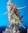 Сорт Auto Blue Pyramid fem (Pyramid Seeds)