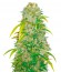 Сорт Auto Big Angel fem (Victory Seeds)