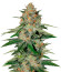 Микс семян Gourmet Collection - Cannabis Winner Strains #2 (Delicious Seeds)