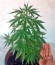 Сорт Deep Cheese fem (Dinafem Seeds)