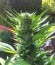 Сорт Diesel Automatic fem (Royal Queen Seeds)