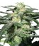 Сорт Royal Haze Automatic fem (Royal Queen Seeds)