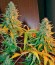 Сорт Sweet Tai fem (Sweet Seeds)