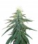 Сорт Early Skunk fem (Sensi Seeds)