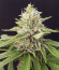 Bruce Banner #3 Fast fem (Original Sensible Seeds)