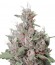 Сорт Royal Creamatic auto fem (Royal Queen Seeds)