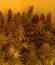 Сорт Amnesia fem (Vision Seeds)