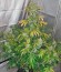 Сорт Auto White Widow fem (Pyramid Seeds)