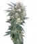 Сорт Ganesh reg (Mandala Seeds)