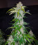 Сорт Six Shooter auto fem (FastBuds)